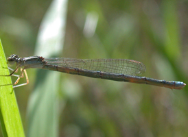 Double-striped Bluet